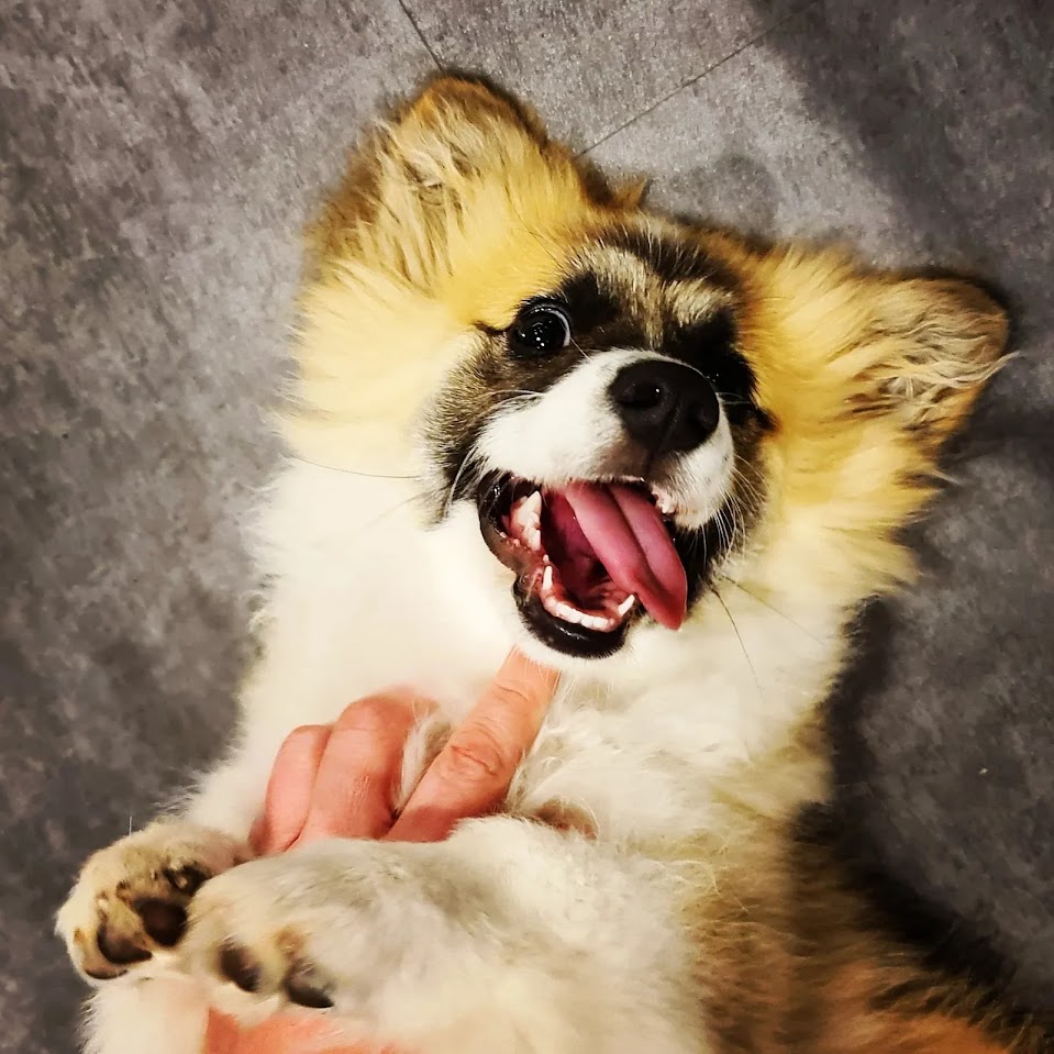 The beautiful floof!