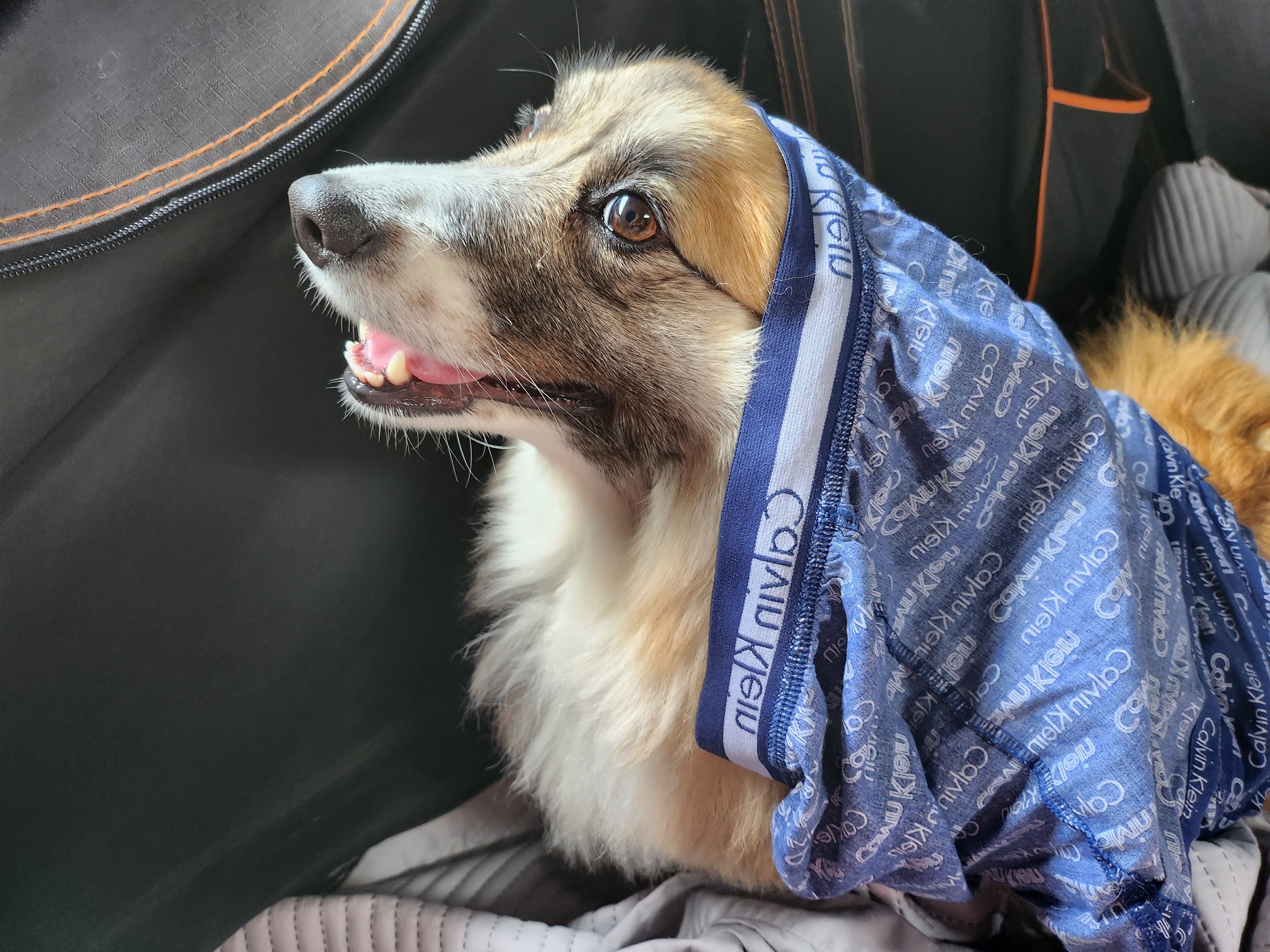 Corgi with pants on her head